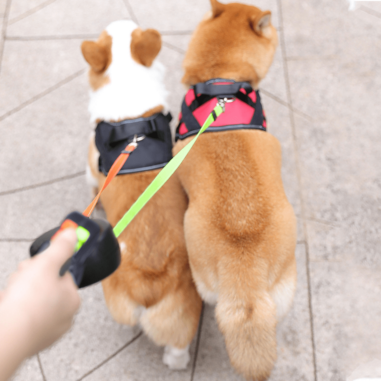 Dubbele Intrekbare Hondenriem – Eenvoudig Twee Honden Tegelijk Uitlaten