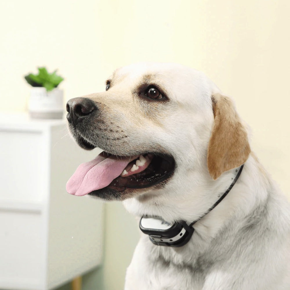 Draadloze Elektronische Hek en Trainingshalsband – Veilig en Betrouwbaar voor Honden